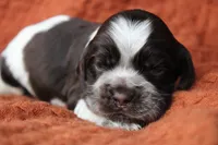 Lightning (Roan/AKC), a male Cocker Spaniel for sale in Austin, AR – 3 of 3