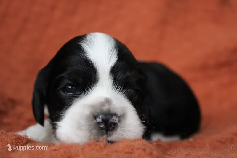 Tempest (AKC) – Cocker Spaniel puppy for sale in Austin, AR