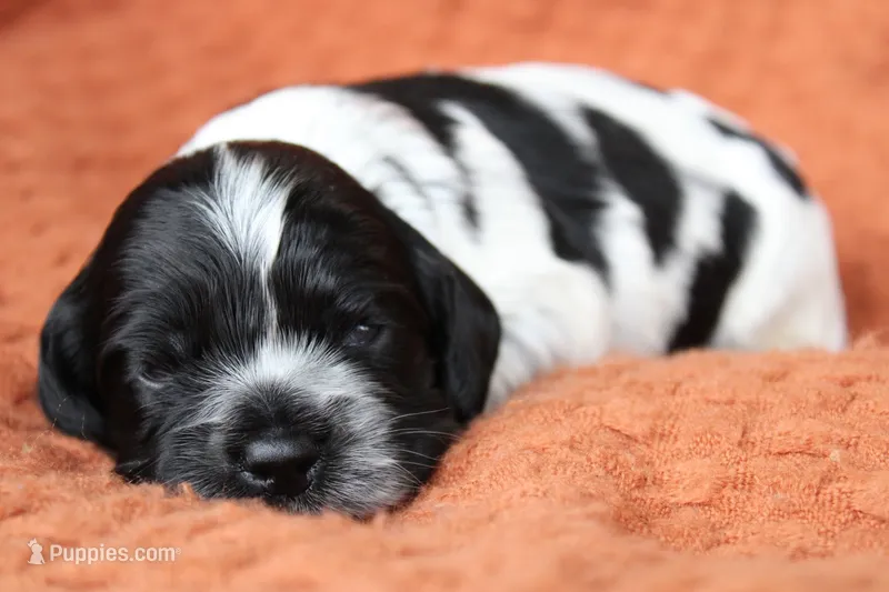 Tsunami (Roan/AKC) – Cocker Spaniel puppy for sale in Austin, AR