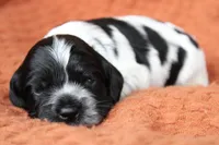 Tsunami (Roan/AKC), a female Cocker Spaniel for sale in Austin, AR – 1 of 3