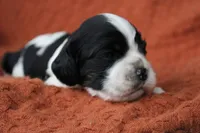 Tempest (AKC), a female Cocker Spaniel for sale in Austin, AR – 3 of 3