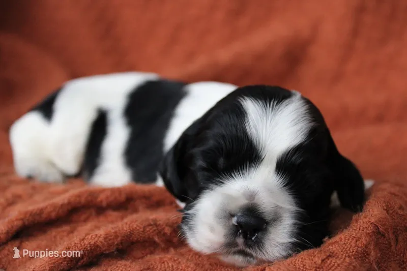 Thunder (AKC) – Cocker Spaniel puppy for sale in Austin, AR