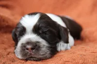 Lightning (Roan/AKC), a male Cocker Spaniel for sale in Austin, AR – 2 of 3