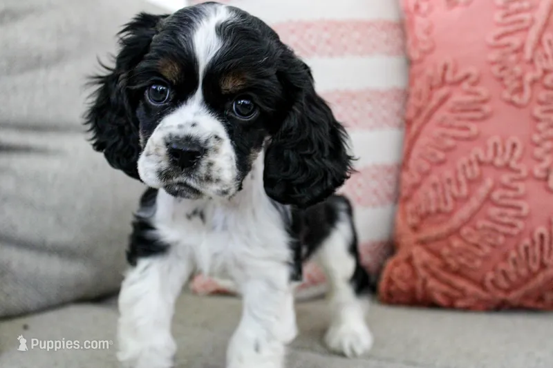 Tempest (AKC) – Cocker Spaniel puppy for sale in Austin, AR