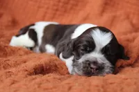 Lightning (Roan/AKC), a male Cocker Spaniel for sale in Austin, AR – 1 of 3