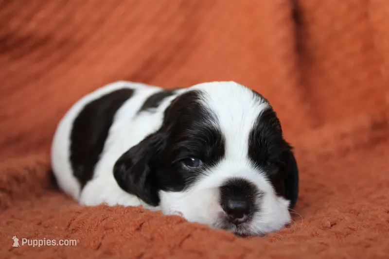 Hurricane (AKC) – Cocker Spaniel puppy for sale in Austin, AR