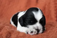 Thunder (AKC), a male Cocker Spaniel for sale in Austin, AR – 2 of 3