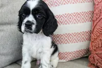 Thunder (AKC), a male Cocker Spaniel for sale in Austin, AR – 3 of 5