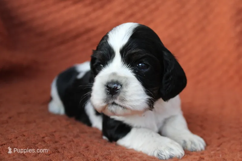 Tempest (AKC) – Cocker Spaniel puppy for sale in Austin, AR