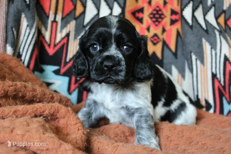 Tsunami (Roan/AKC) – Cocker Spaniel puppy for sale in Austin, AR