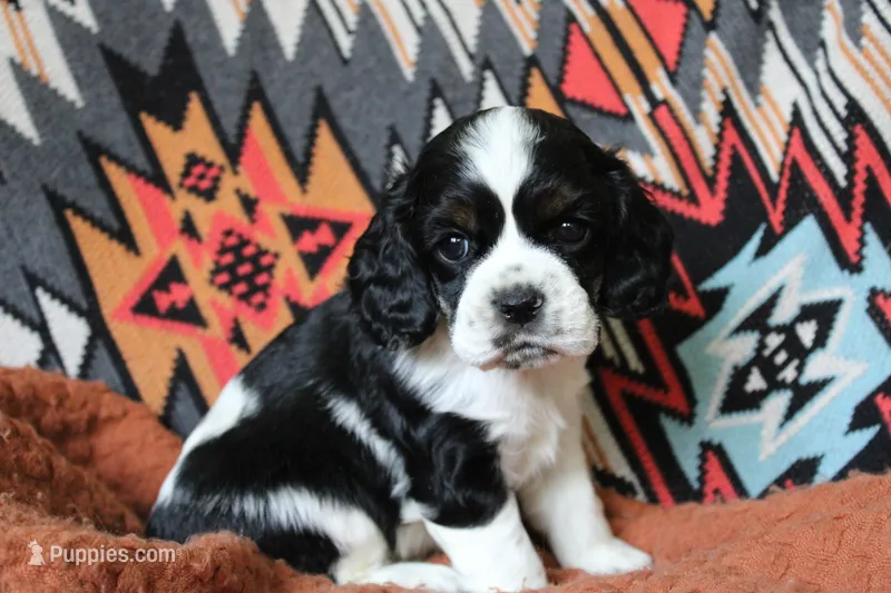 Tempest (AKC) – Cocker Spaniel puppy for sale in Austin, AR