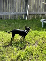 Ella , a female Chihuahua for sale in San Antonio, TX – 5 of 5