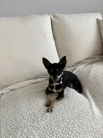 Ella , a female Chihuahua for sale in San Antonio, TX – 3 of 5