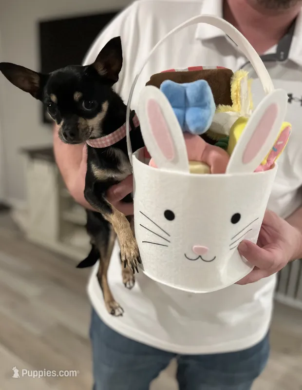 Ella  – Chihuahua puppy for sale in San Antonio, TX