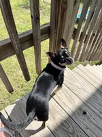 Ella , a female Chihuahua for sale in San Antonio, TX – 4 of 5