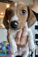 Bear (boy 2), a male Miniature Dachshund for sale in Windsor, CO – 3 of 6