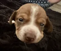 Prince (boy 3), a male Miniature Dachshund for sale in Windsor, CO – 3 of 3