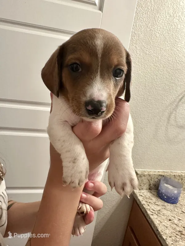 Bear (boy 2) – Miniature Dachshund puppy for sale in Windsor, CO