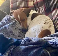 Penny lane, a female Miniature Dachshund for sale in Windsor, CO – 2 of 2
