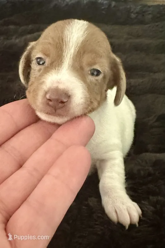 Charlie (boy 1) – Miniature Dachshund puppy for sale in Windsor, CO