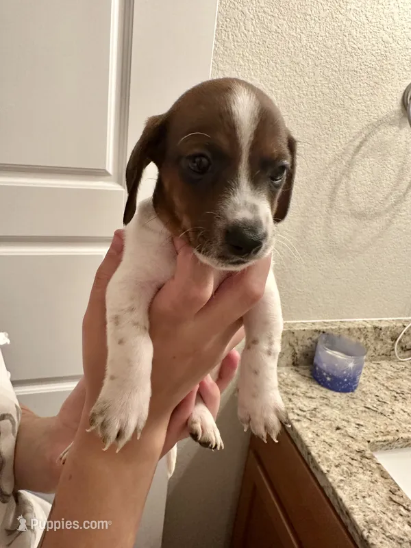 Snoop (boy 4) – Miniature Dachshund puppy on hold in Windsor, CO