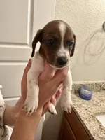 Snoop (boy 4), a male Miniature Dachshund for sale in Windsor, CO – 1 of 5