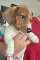 Bear (boy 2), a male Miniature Dachshund for sale in Windsor, CO – 6 of 6