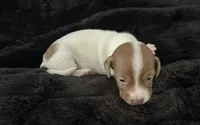 Charlie (boy 1), a male Miniature Dachshund for sale in Windsor, CO – 2 of 3
