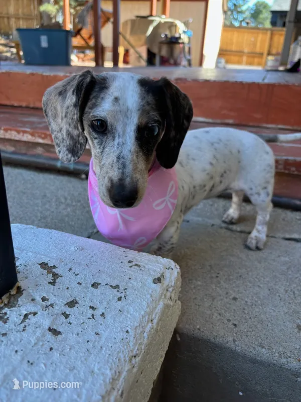 Luna – Miniature Dachshund puppy for sale in Windsor, CO