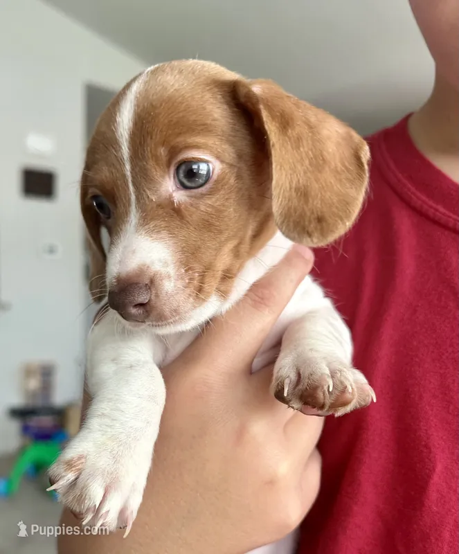Charlie (boy 1) – Miniature Dachshund puppy for sale in Windsor, CO