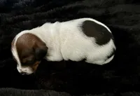 Snoop (boy 4), a male Miniature Dachshund for sale in Windsor, CO – 2 of 3
