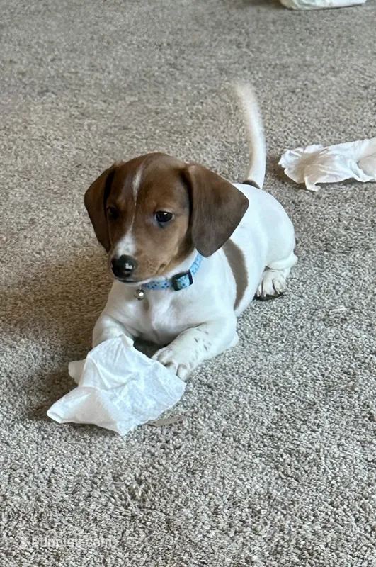 Bear (boy 2) – Miniature Dachshund puppy for sale in Windsor, CO