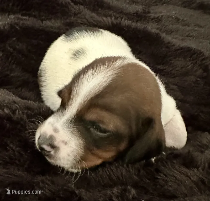 Snoop (boy 4) – Miniature Dachshund puppy for sale in Windsor, CO