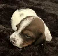 Snoop (boy 4), a male Miniature Dachshund for sale in Windsor, CO – 1 of 3