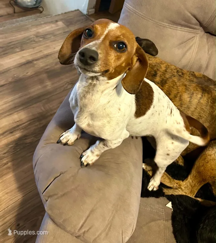Penny lane – Miniature Dachshund puppy for sale in Windsor, CO
