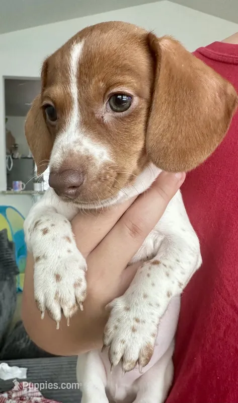 Prince (boy 3) – Miniature Dachshund puppy for sale in Windsor, CO