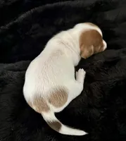 Charlie (boy 1), a male Miniature Dachshund for sale in Windsor, CO – 3 of 3