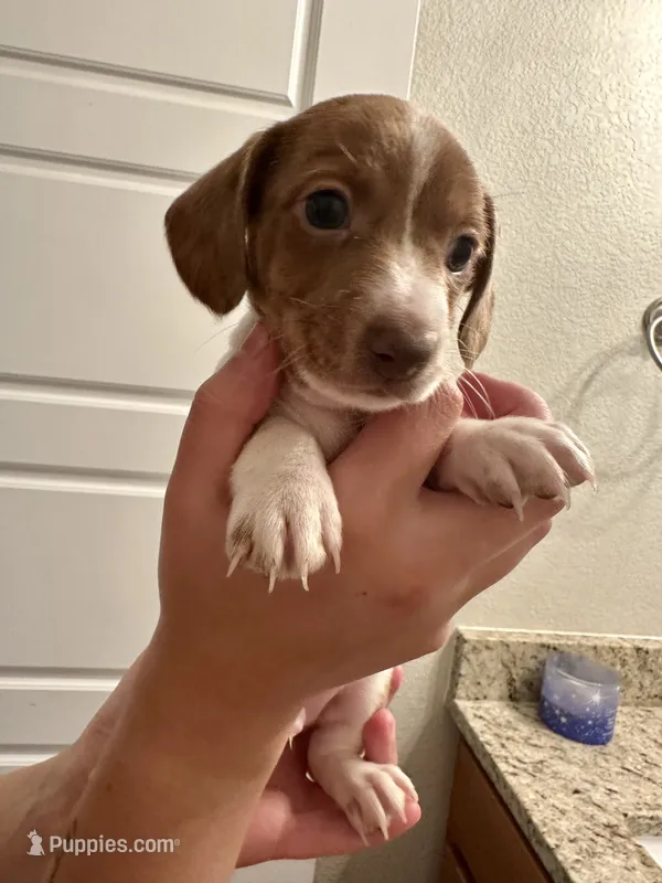 Charlie (boy 1) – Miniature Dachshund puppy for sale in Windsor, CO