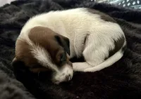 Snoop (boy 4), a male Miniature Dachshund for sale in Windsor, CO – 3 of 3