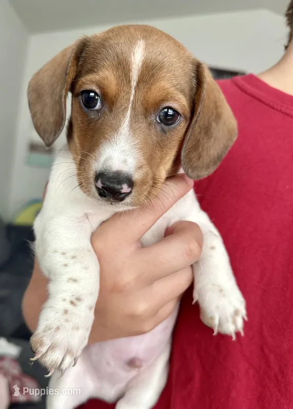 Bear (boy 2) – Miniature Dachshund puppy for sale in Windsor, CO