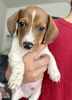 Bear (boy 2), a male Miniature Dachshund for sale in Windsor, CO – 4 of 6