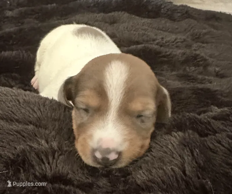 Bear (boy 2) – Miniature Dachshund puppy for sale in Windsor, CO