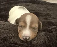 Bear (boy 2), a male Miniature Dachshund for sale in Windsor, CO – 1 of 3
