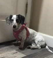 Luna, a female Miniature Dachshund for sale in Windsor, CO – 3 of 3