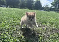 Adrian, a male Pomeranian for sale in Centreville, MD – 4 of 9