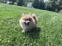 Adrian, a male Pomeranian for sale in Centreville, MD – 6 of 10