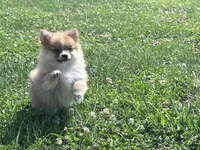 Adrian, a male Pomeranian for sale in Centreville, MD – 3 of 10