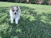 Gracie, a female Pomeranian for sale in Centreville, MD – 5 of 10