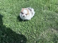 Gracie, a female Pomeranian for sale in Centreville, MD – 5 of 9