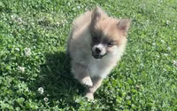 Adrian, a male Pomeranian for sale in Centreville, MD – 9 of 9